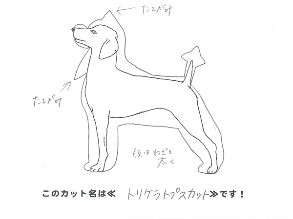カットのデザインを考えました！